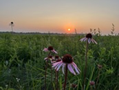Prairie sunrise with blooming flowers and grasses highlighted in the sun