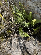Ferns grow in the crevices of rock in southern Minnesota