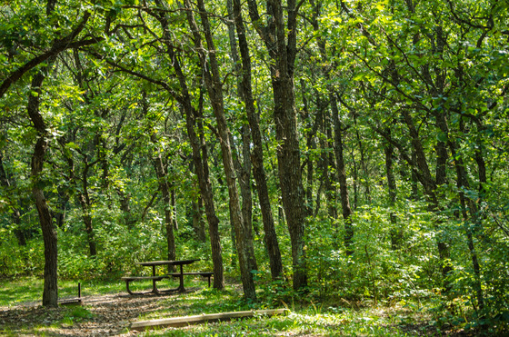 A verdant forest with a picnic table