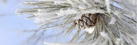 snow in pine tree