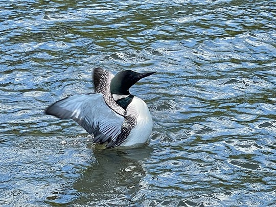 Loon flapping wings 