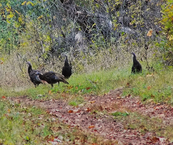 wild turkeys on a trail