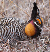 a prairie chicken