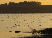 ducks on a small lake with a farm in the background