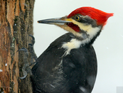 up-close on a pileated woodpecker