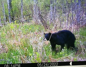 bear on a trail camera