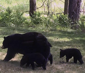 bear and cubs walking