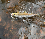 a trout in the water on a fishing line after being hooked and reeled in