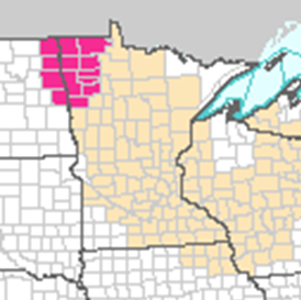 RedFlag and Statements for MN