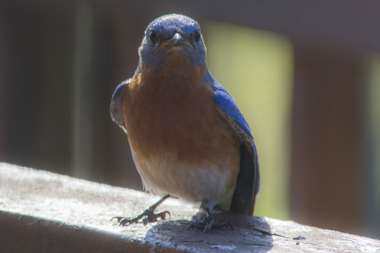 bluebird on railing