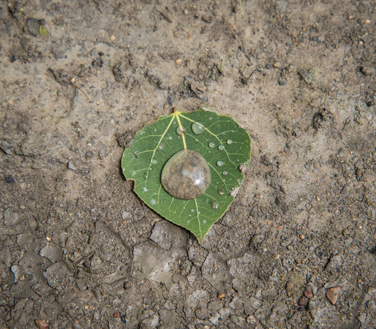 A green leaf on the muddy ground has a large rain drop reflecting light pooled on it. 