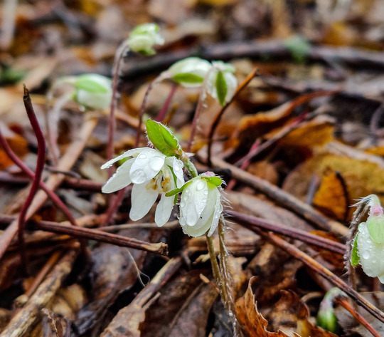 Small, white wildflowers are spotted with raindrops. 