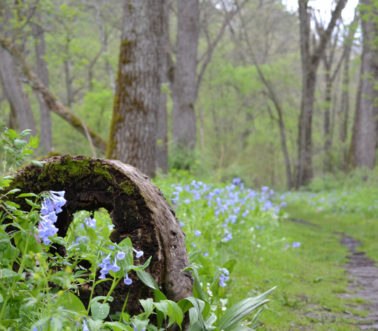 Vibrant blue wildflowers line a forest pathway. 