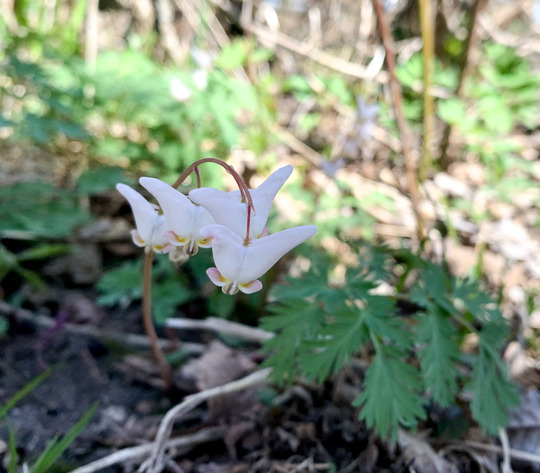 V-shaped white wildflowers grow from the same stem on the forest floor. 