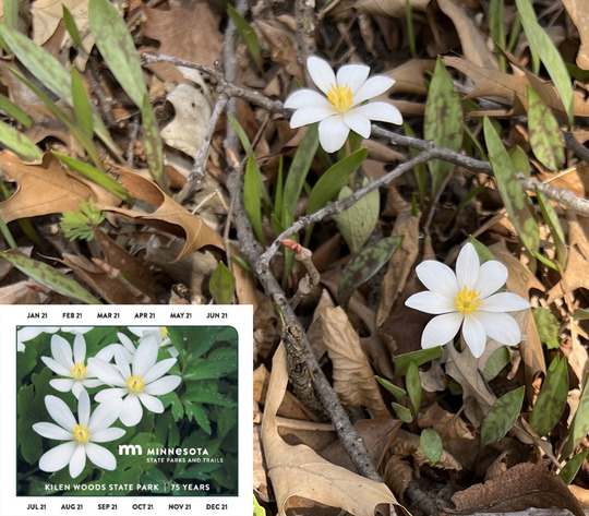 White wildflowers with bright yellow centers. 2020 state park vehicle permit in lower left corner. 