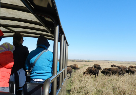 A tour group in a buggy stops for a bison herd to cross in front of them. 