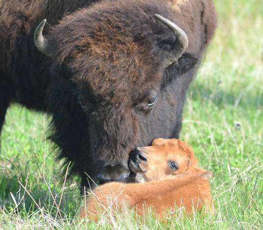 An adult bison nuzzles a baby bison laying in the grass. 