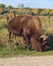 A bison grazes next to a gravel road. 