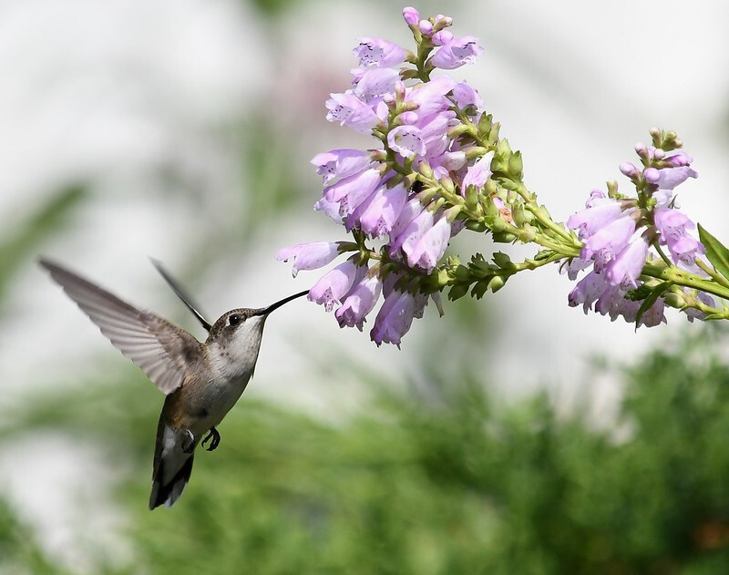 a hummingbird flying next to a purple flower