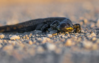 a tiger salamander on gravel