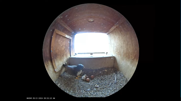 A screenshot of the FalconCam showing a peregrine falcon chick