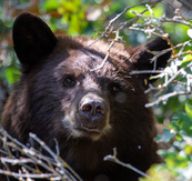 a black bear with brown coloring