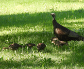 turkey and young turkey