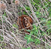 fawn in the grass seen from a drone