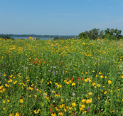 sunny photo of Lac qui Parle WMA with wildflowers, grass and the lake in the background