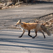 a red fox crossing a road