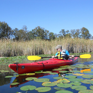 A person kayaks through lilly pads on a calm lake. 