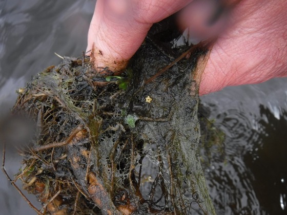 Starry stonewort found in Pokegama Lake