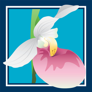 SNA lady's-slipper graphic