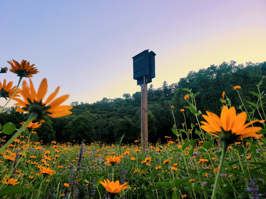A bat box in a field of flowers at sunset