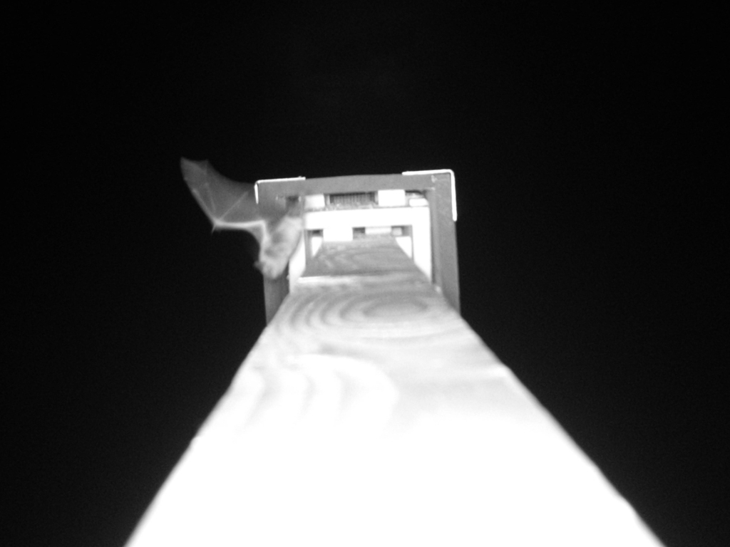 Bat leaving bat box on night vision camera