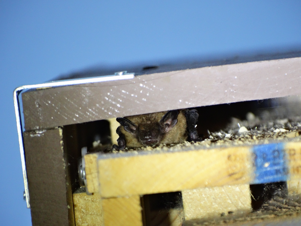 A bat inside of a bat box.