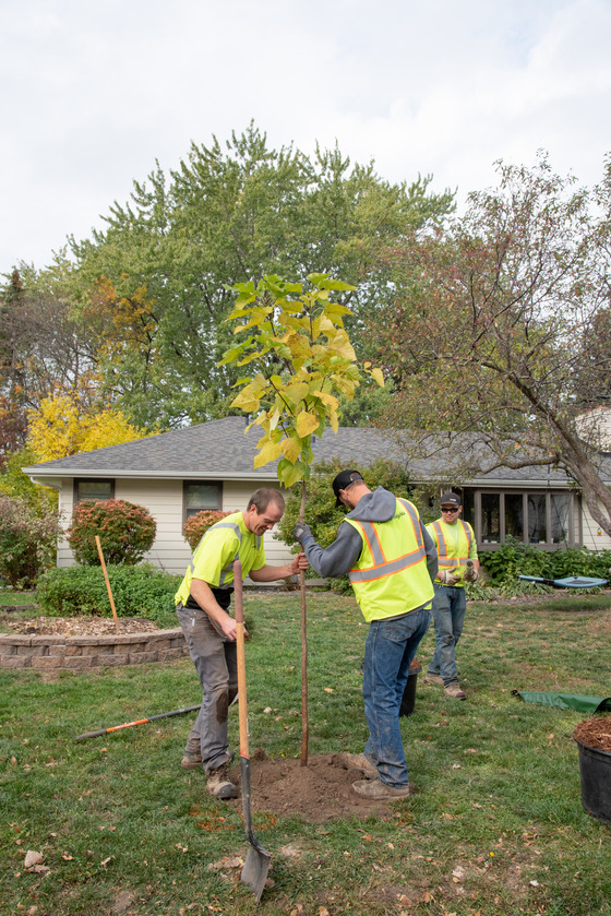 A couple people in safety vests planting a tree