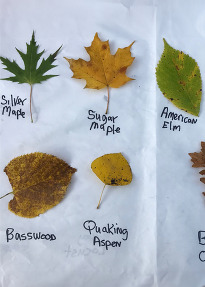 Multiple leaves lay on a white piece of paper with their species written in a child's handwriting below each. 