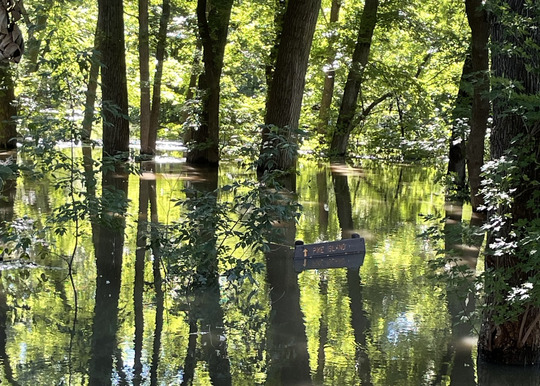 A sign is partially submerged in a flooded forest. 