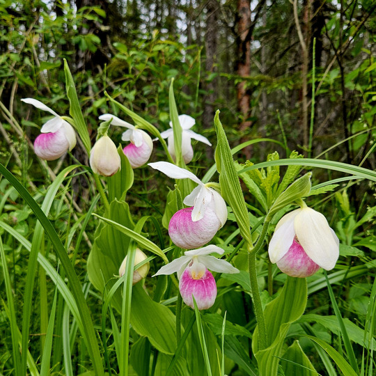 Pink and white ladys slipper orchids bloom in the forest. 
