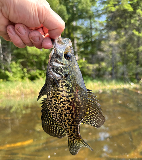 angler holding a small crappie