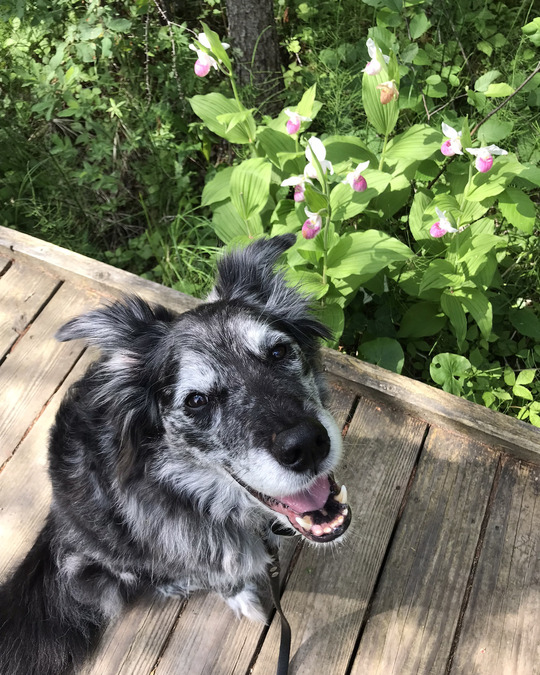 A grey dog looks up at the camera happily next to lady slipper flowers. 