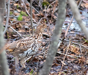 a ruffed grouse