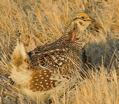 a sharp-tailed grouse