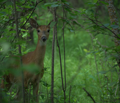 a deer in the woods