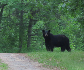 a black bear in the forest