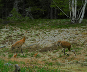 sand-hill cranes