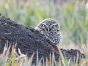 a burrowing owl peeking up and staring at the camera from behind a mound of dirt