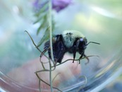 a cloesup of a bee in a plastic cup