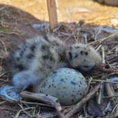 a closeup of a common tern chick resting by an egg 